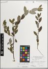 Foto von Salix myrsinifolia Salisb.